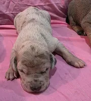 AKC Blue Fawn merle female #2, a female Great Dane for sale in Pipestone, MN – Photo 2 of 8