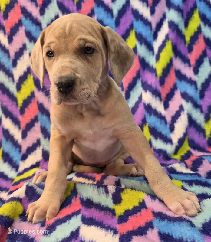 AKC Blue Fawn merle female #2 – Great Dane puppy for sale in Pipestone, MN