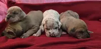 AKC Blue Fawn merle male , a male Great Dane for sale in Pipestone, MN – Photo 6 of 8