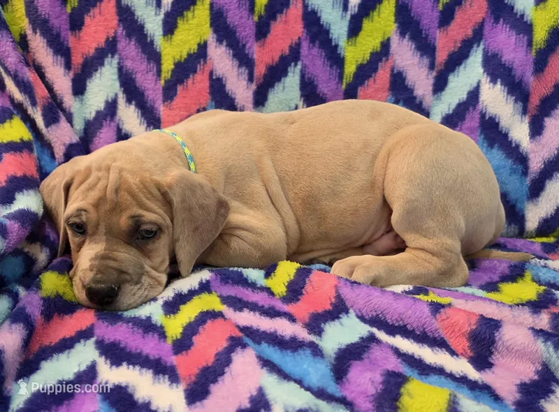AKC Blue Fawn merle male  – Great Dane puppy for sale in Pipestone, MN