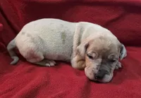 AKC Blue Fawn merle male , a male Great Dane for sale in Pipestone, MN – Photo 3 of 8