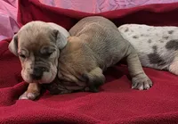 AKC Blue Fawn merle male , a male Great Dane for sale in Pipestone, MN – Photo 8 of 8