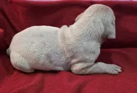 AKC Blue Fawn merle male , a male Great Dane for sale in Pipestone, MN – Photo 4 of 8