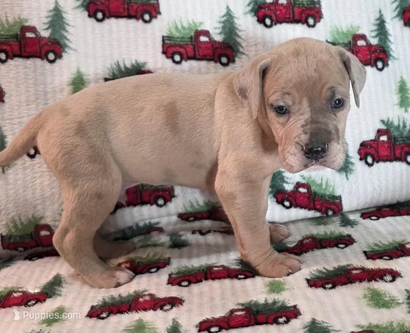 AKC Blue Fawn merle male 