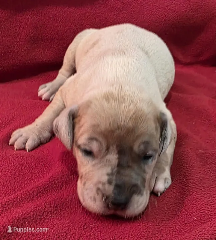 AKC Blue Fawn merle male , a male Great Dane for sale in Pipestone, MN – Photo 1 of 8