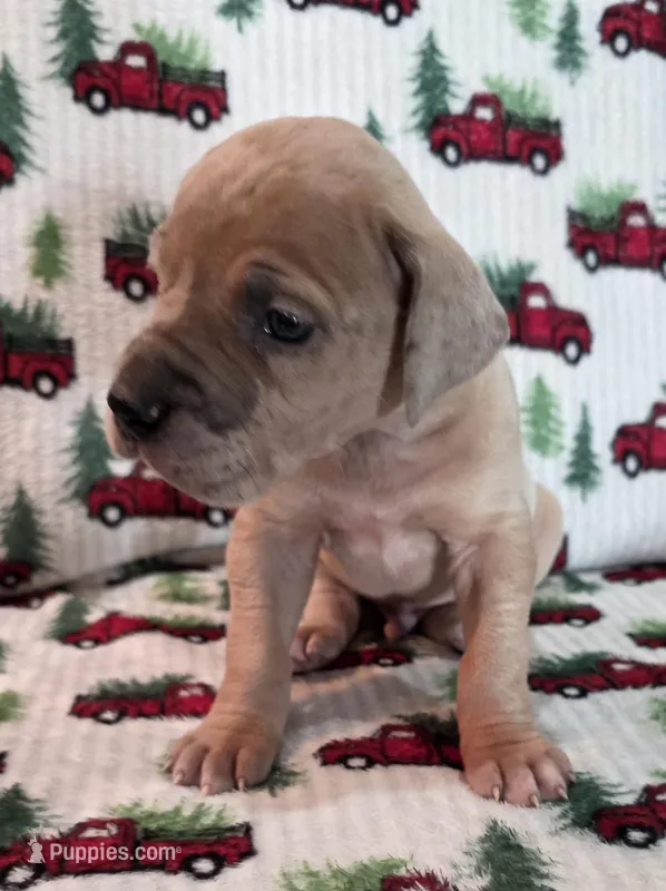 AKC Blue Fawn merle male  – Great Dane puppy for sale in Pipestone, MN