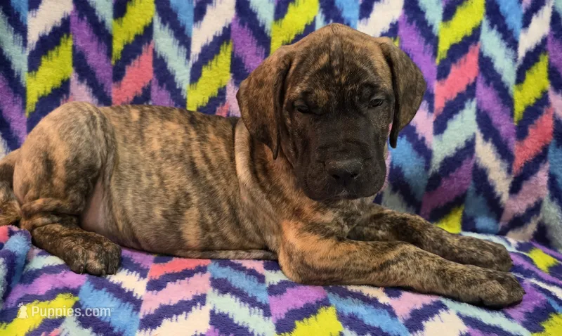 AKC Brindle #2 – Great Dane puppy for sale in Pipestone, MN