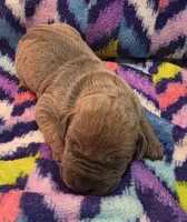 AKC Blue Fawn female , a female Great Dane for sale in Pipestone, MN – 6 of 8