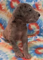 AKC merle, a female Great Dane for sale in Pipestone, MN – 3 of 9
