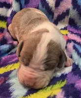 AKC Blue Fawn harlequin female , a female Great Dane for sale in Pipestone, MN – 2 of 9