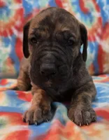 AKC Brindle , a male Great Dane for sale in Pipestone, MN – 3 of 8