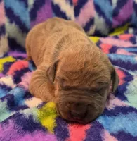 AKC Blue Fawn female , a female Great Dane for sale in Pipestone, MN – 3 of 8