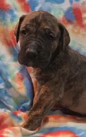AKC Brindle , a male Great Dane for sale in Pipestone, MN – 2 of 8