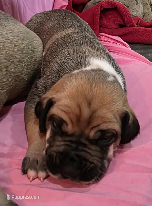 AKC fawnaquin female , a female Great Dane for sale in Pipestone, MN – Photo 1 of 6