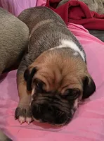 AKC fawnaquin female , a female Great Dane for sale in Pipestone, MN – Photo 1 of 6