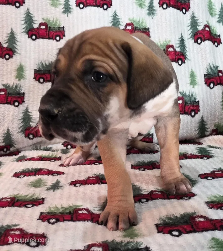 AKC fawnaquin female  – Great Dane puppy on hold in Pipestone, MN