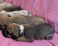 AKC fawnaquin female , a female Great Dane for sale in Pipestone, MN – Photo 4 of 6