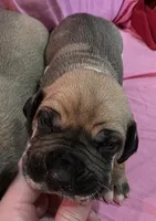 AKC fawnaquin female , a female Great Dane for sale in Pipestone, MN – Photo 2 of 6