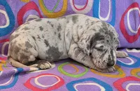 AKC Blue Merle female , a female Great Dane for sale in Pipestone, MN – 6 of 10