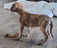 AKC Brindle #1, a female Great Dane for sale in Pipestone, MN – 5 of 10