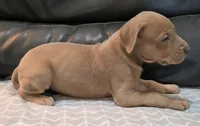AKC Lilac fawn female , a female Great Dane for sale in Pipestone, MN – 6 of 7