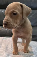 AKC Lilac fawn female , a female Great Dane for sale in Pipestone, MN – 5 of 7