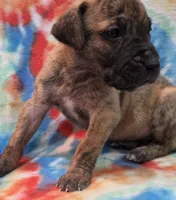 AKC Brindle #3, a female Great Dane for sale in Pipestone, MN – 6 of 6