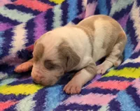 AKC Lilac fawn harlequin male , a male Great Dane for sale in Pipestone, MN – 2 of 8