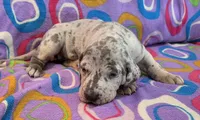 AKC Blue Merle female , a female Great Dane for sale in Pipestone, MN – 8 of 10