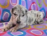 AKC Blue Merle female , a female Great Dane for sale in Pipestone, MN – 4 of 10