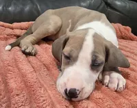 AKC Blue Fawn harlequin female , a female Great Dane for sale in Pipestone, MN – 5 of 10