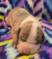 AKC Blue Fawn harlequin female , a female Great Dane for sale in Pipestone, MN – 7 of 9