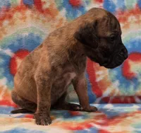 AKC Brindle #3, a female Great Dane for sale in Pipestone, MN – 3 of 6