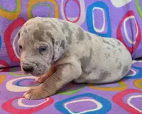 AKC Blue Fawn merle female , a female Great Dane for sale in Pipestone, MN – 1 of 10