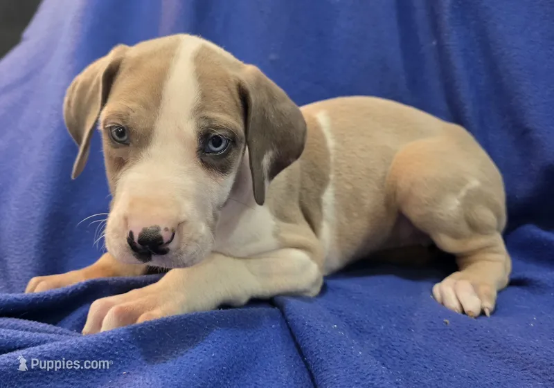 AKC Blue Fawn harlequin female  – Great Dane puppy for sale in Pipestone, MN
