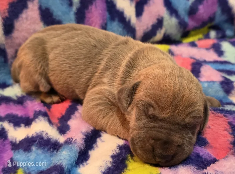 AKC Blue Fawn female  – Great Dane puppy for sale in Pipestone, MN