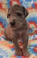 AKC merle, a female Great Dane for sale in Pipestone, MN – 2 of 9