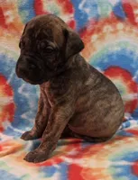 AKC Brindle #2, a female Great Dane for sale in Pipestone, MN – 3 of 7
