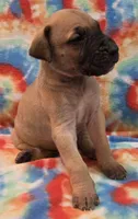 AKC Fawn, a male Great Dane for sale in Pipestone, MN – 6 of 8