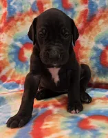 AKC Black , a female Great Dane for sale in Pipestone, MN – 2 of 8