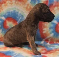 AKC Brindle #1, a female Great Dane for sale in Pipestone, MN – 6 of 8