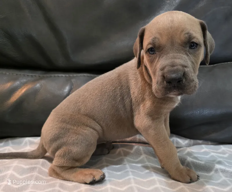 AKC Blue Fawn female  – Great Dane puppy for sale in Pipestone, MN