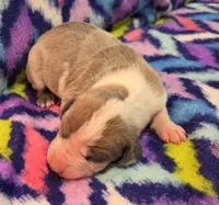 AKC Blue Fawn harlequin female , a female Great Dane for sale in Pipestone, MN – 1 of 9