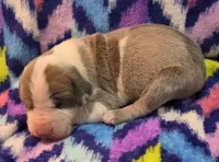 AKC Blue Fawn harlequin female , a female Great Dane for sale in Pipestone, MN – 3 of 9