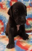 AKC Black , a female Great Dane for sale in Pipestone, MN – 6 of 8