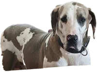 AKC Blue Merle female , a female Great Dane for sale in Pipestone, MN – 2 of 10