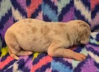 AKC Lilac fawn merle male , a male Great Dane for sale in Pipestone, MN – 6 of 9