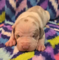 AKC Lilac fawn harlequin female , a female Great Dane for sale in Pipestone, MN – 4 of 8