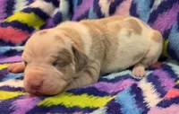 AKC Lilac fawn harlequin female , a female Great Dane for sale in Pipestone, MN – 3 of 8