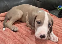 AKC Blue Fawn harlequin female , a female Great Dane for sale in Pipestone, MN – 9 of 10